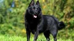 Schipperke (zdjęcie): mała i odważna strażnik, wesoły przyjaciel